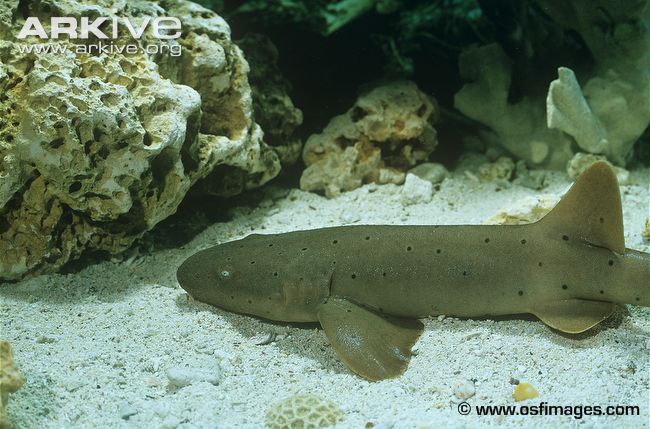 Ginglymostoma cirratum (Bonnaterre, 1788)